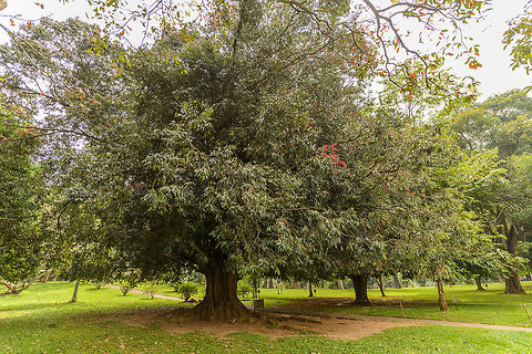 Ceylon Ironwood Tree: Unveiling the Mysteries and Benefits of Nature's Resilient Wonder
