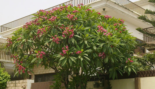 Chafa Tree: Unveiling the Fragrant Splendor and Healing Wonders of Nature’s Floral Gem