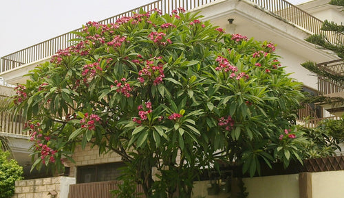 Chafa Tree