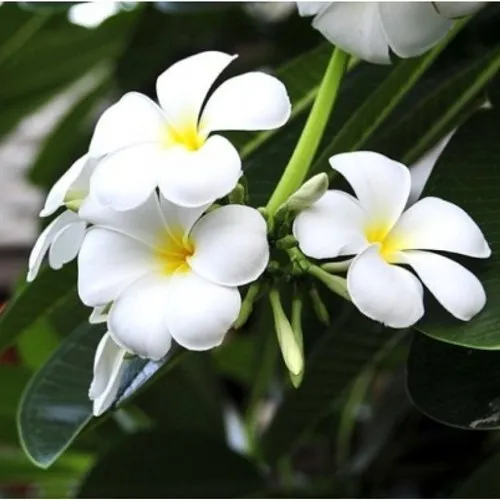 Champa White: The Timeless Bloom of Purity and Elegance