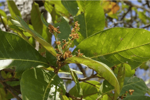 Charoli Tree