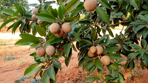 Sapota (Chiku) Tree