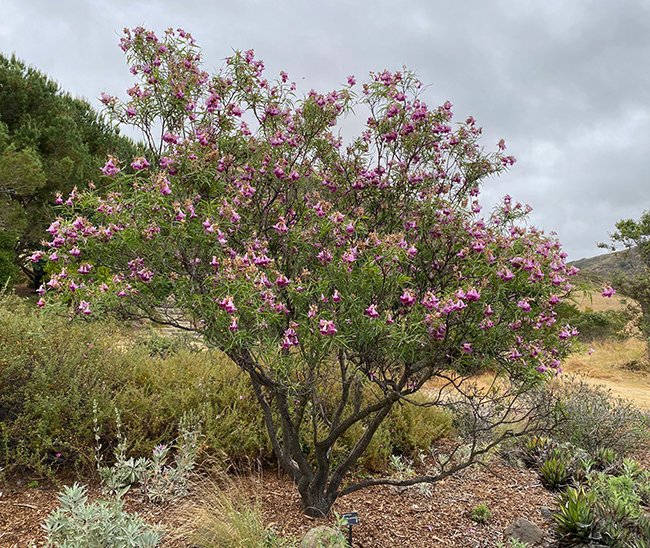 Desert Willow Tree: Complete Growing & Care Guide 2024