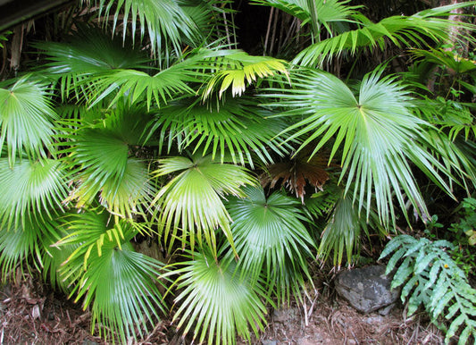 China Palm Tree Discovering the Elegance and Evergreen Charm of Natures Tropical Treasure