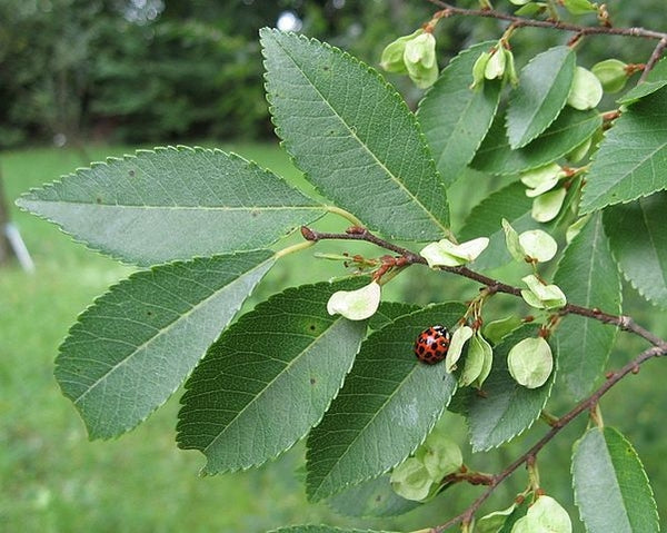 Chinese Elm Tree: The Ultimate Guide to Care, Benefits, and Stunning Landscape Transformations!