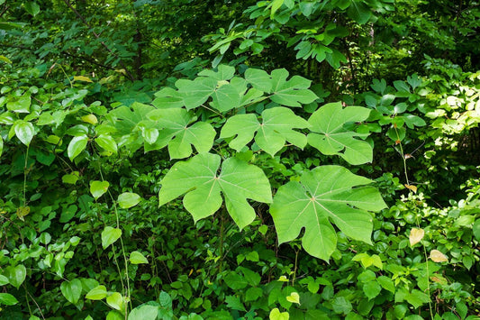 Chinese Parasol Tree: The Ultimate Guide to Its Beauty, Benefits, and Care Tips!