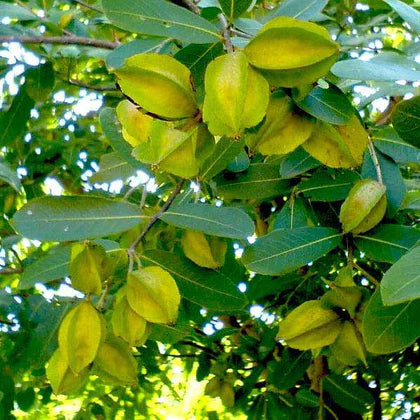 Chirol Tree: Rare Gem, Traditional Uses, and Botanical Marvel