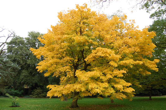 Yellowwood Tree: The Ultimate Guide to Its Beauty, Benefits, and Care Tips