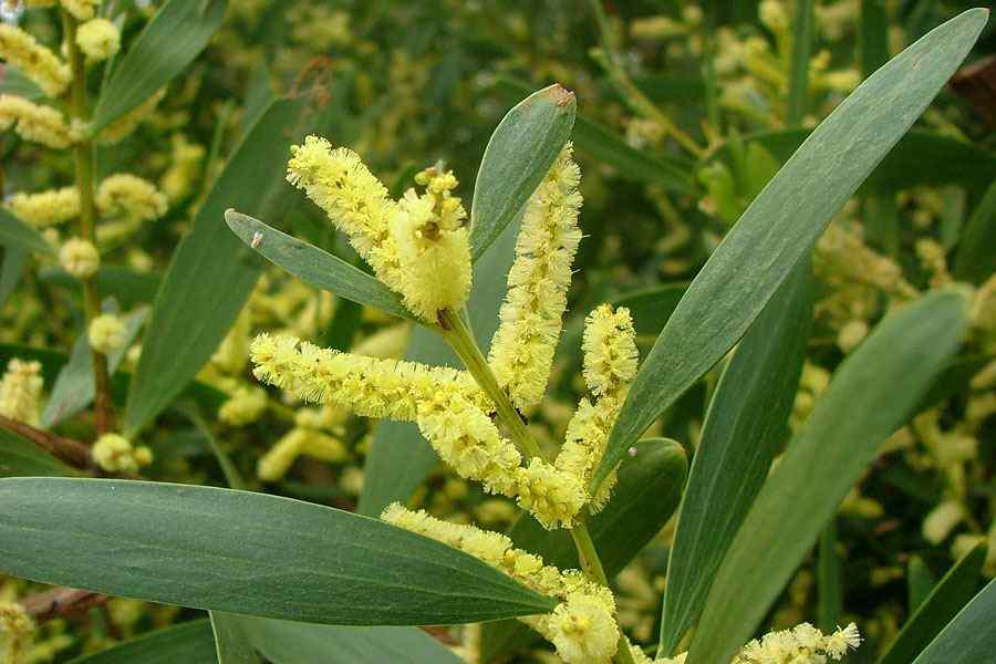 Coastal Wattle Tree: The Hidden Gem of Coastal Ecosystems