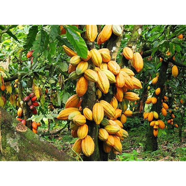 Coco Tree Base Cocoa Tree: Nature's Chocolate Factory Health Benefits Guide – Grow ...