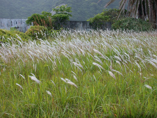 Cogon Grass Tree: The Hidden Power of Nature’s Resilient Grass and Its Surprising Benefits for Your Garden and Ecosystem