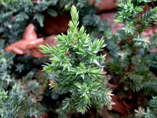 Common Juniper Tree: Unveiling Nature's Resilient Wonder