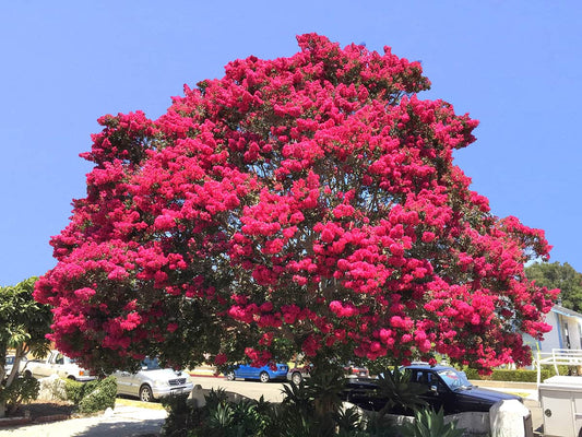 Myrtle Tree: The Timeless Symbol of Love, Healing, and Eco-Friendly Elegance