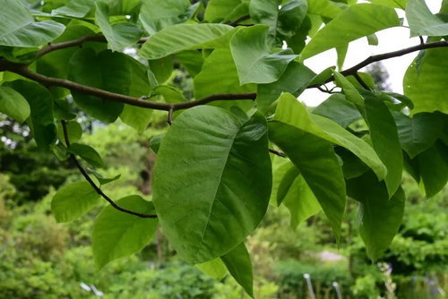 Cucumber Tree