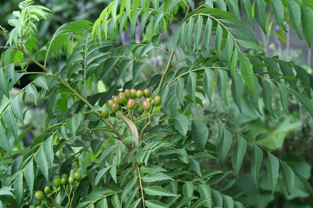 Curry Leaf Tree: Aromatic Marvel and Essence