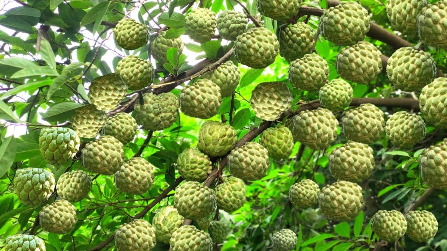 Custard Apple Tree: Conservation Strategies & Importance in Forest Eco ...