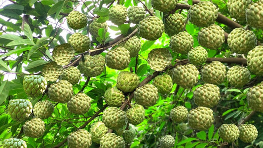 Custard Apple Tree: Conservation Strategies &  Importance in Forest Ecosystems