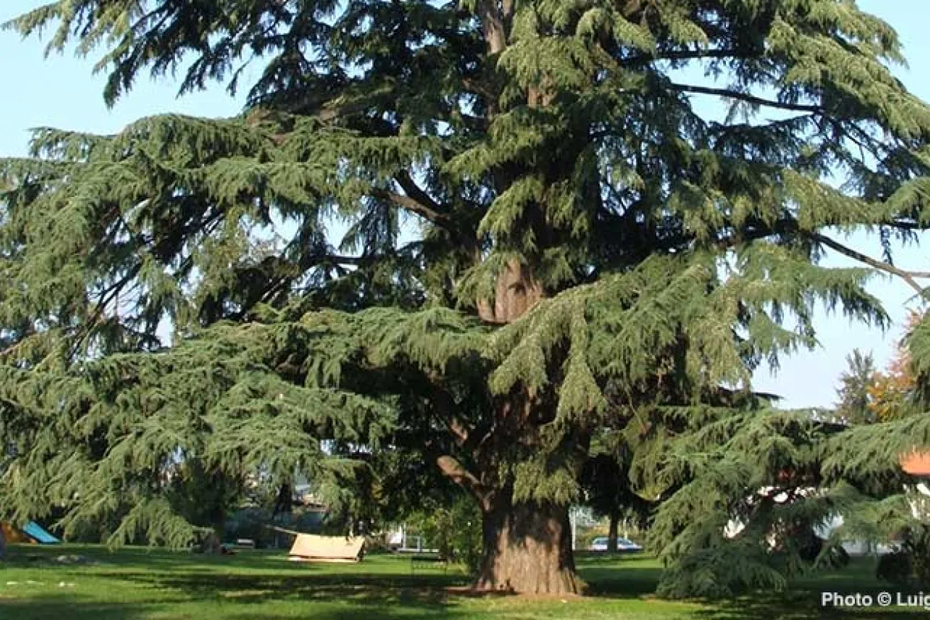 Devdaru Tree: Sacred Cedar & Divine Himalayan Heritage – Grow Billion Trees