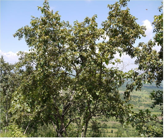 Dhawada Tree: Unlocking the Ancient Healing Secrets and Ecological Brilliance of Nature’s Resilient Marvel