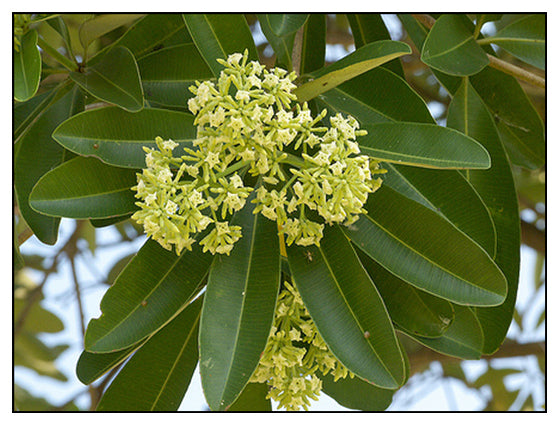 Dita Tree: Health Benefits & Sustainability Impact Guide – Grow Billion ...