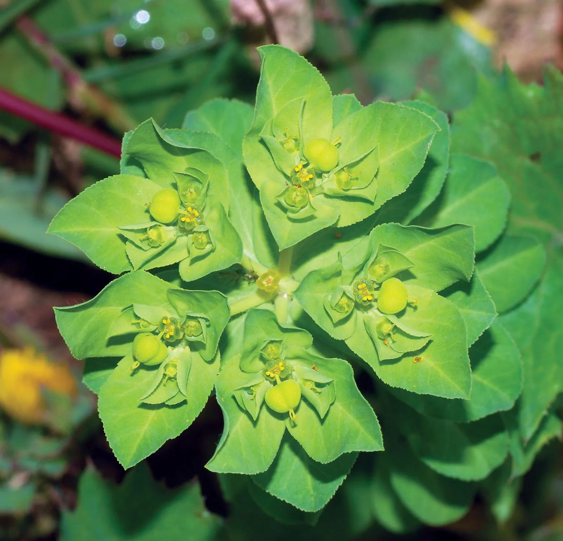 Diya Plant Tree Illuminating the Hidden Wonders and Incredible Benefits of Natures Green Marvel