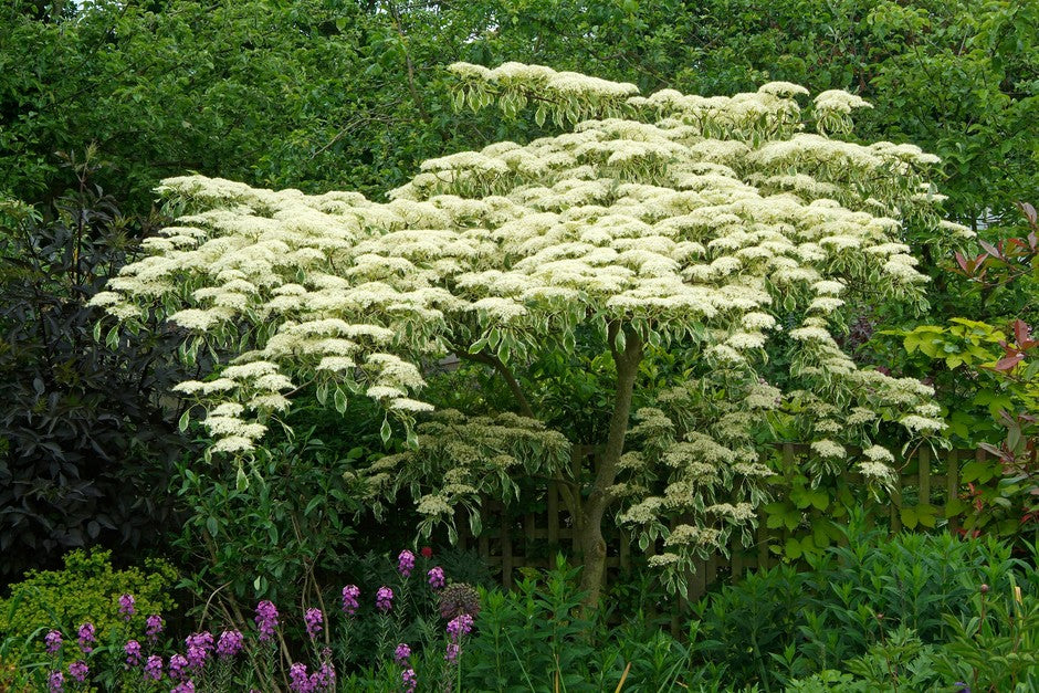 Dogwood Tree: The Ultimate Guide to Planting, Care, and Stunning Seasonal Blooms