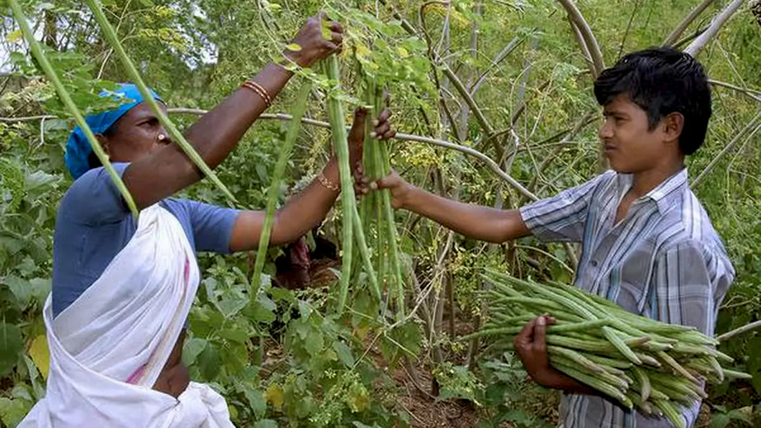 Drumstick Tree: A Green Symphony of Nutrition and Sustainable Abundance
