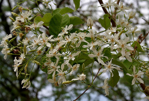 Dudhi Tree