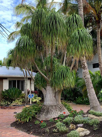 Elephant Foot Tree: The Ultimate Guide to Caring for Your Unique House ...