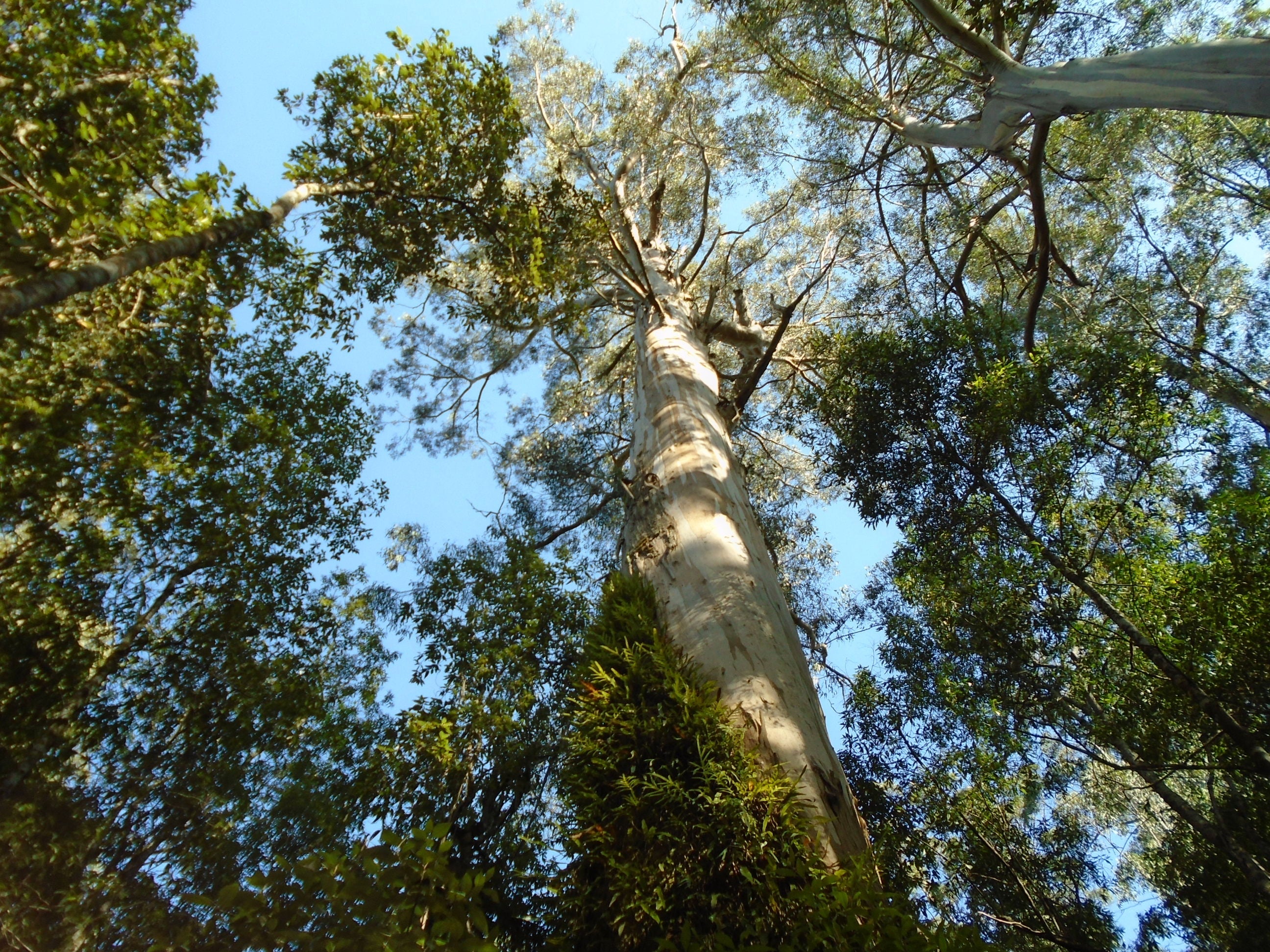 Mountain Ash Tree: The Ultimate Guide to Its Stunning Beauty, Benefits ...
