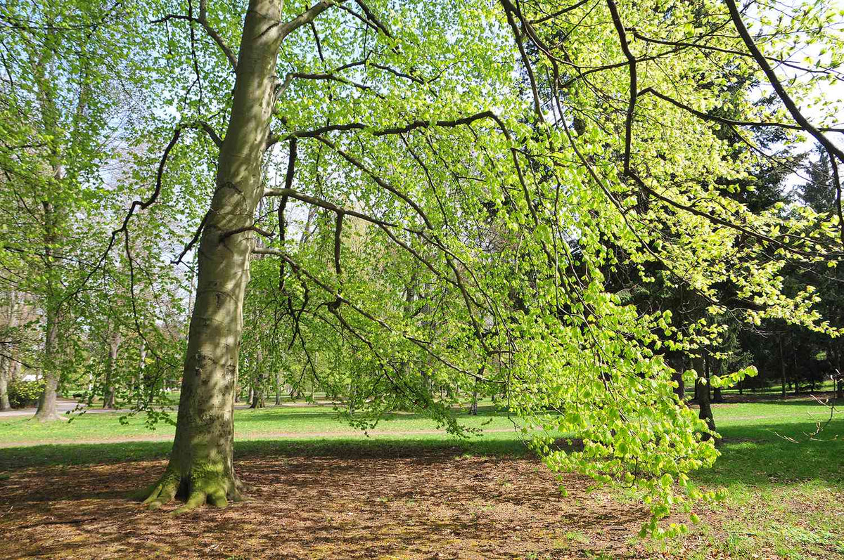 European Beech Tree: Majestic Forest Marvel with Hidden Health Benefits