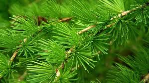 European Larch Tree: Ultimate Guide to Benefits, Care & Beauty