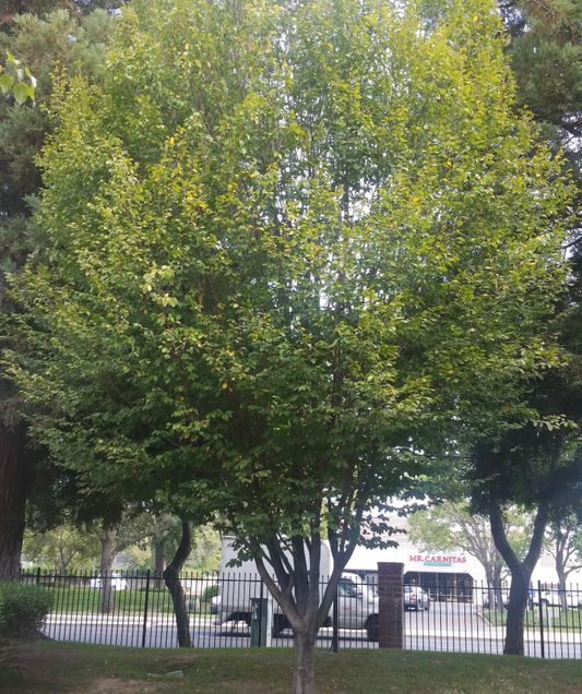 European Hornbeam Tree: The Unsung Hero of Sustainable Landscaping and Wildlife Habitat