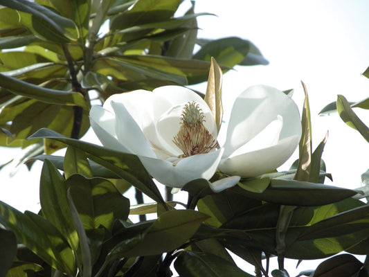 Evergreen Magnolia Tree: The Ultimate Guide to Cultivating This Stunning, Year-Round Beauty in Your Garden