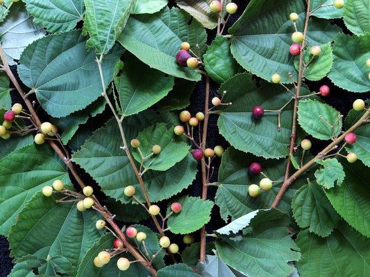 Falsa Tree: Uncover the Hidden Secrets of Nature's Tangy Treasure, Boost Your Health, Supercharge Nutrition, and Pave the Way for Sustainable, Eco-Friendly Living