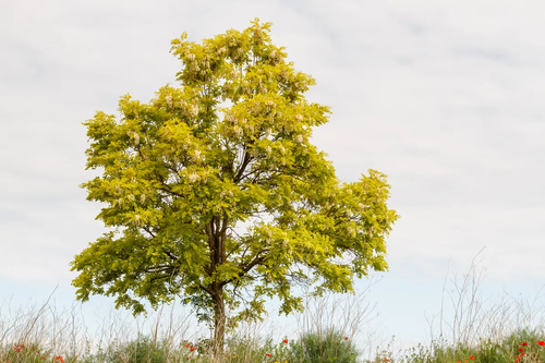 False Acacia Tree