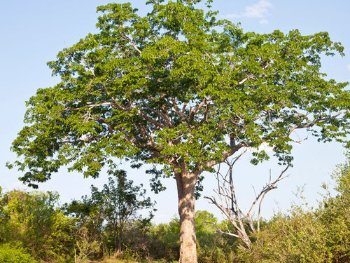 False Mahogany Tree