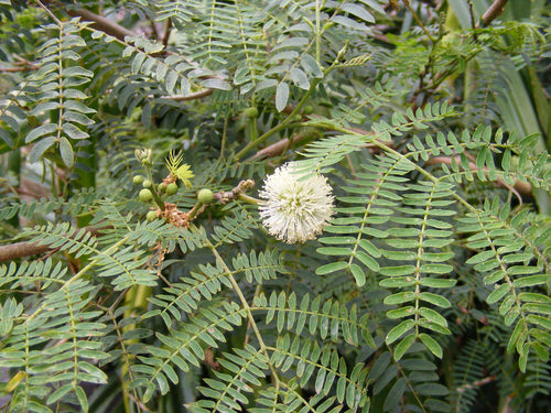 False Tamarind Tree