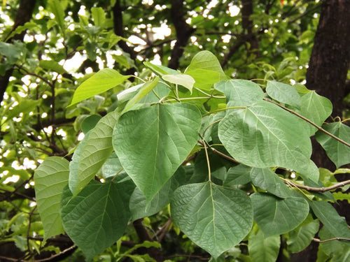 False White Teak Tree