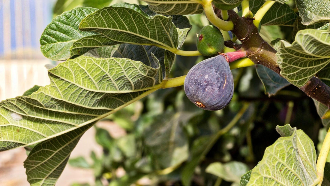 Fig Tree: Verdant Guardian of Mediterranean Landscapes