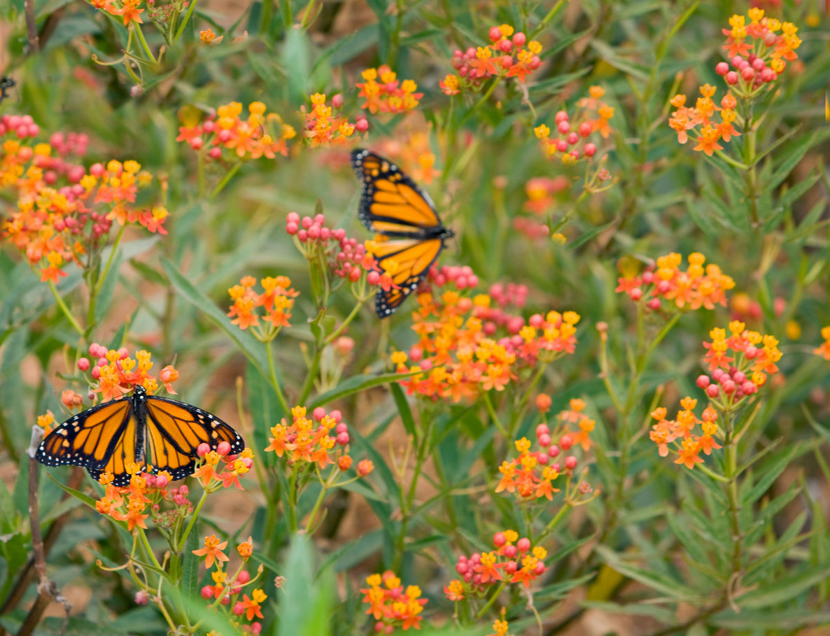 The Ultimate Guide to Bird-Friendly Plants: Wildlife Gardens