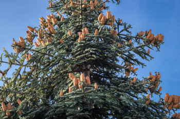 Fir Tree: Discover the Ultimate Guide to Growing, Caring, and Decorati ...