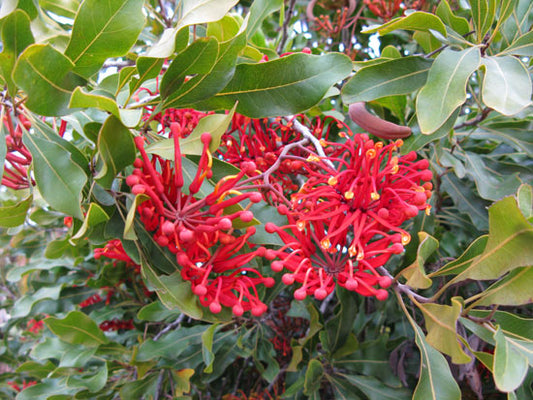 Firewheel Tree: The Vibrant Marvel of Nature You Need to Discover!