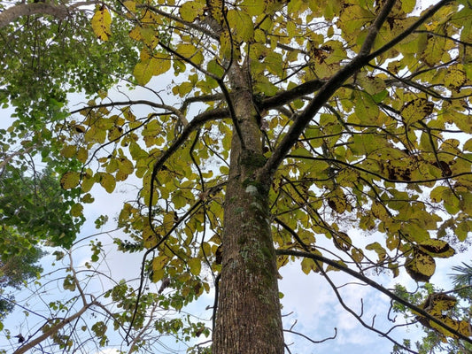 Teak Tree: Exploring the Timeless Beauty of Tectona Grandis