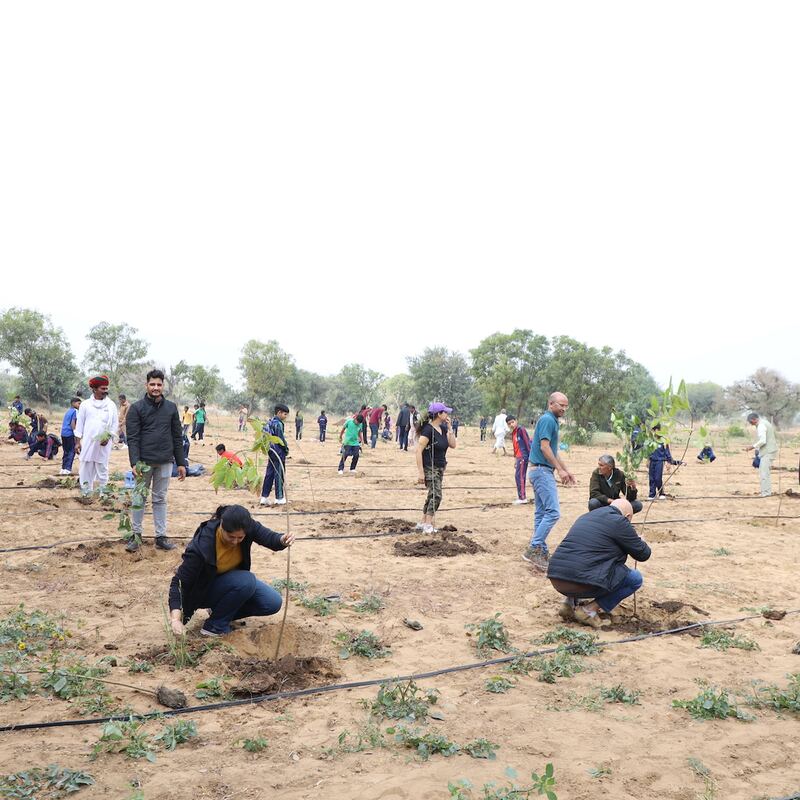 Volunteers planting saplings beside drip irrigation lines
