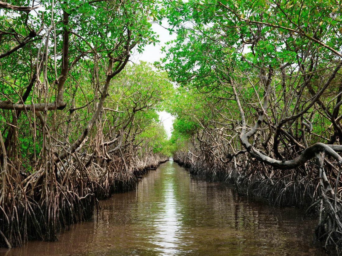 Mangroves : Guardians of the Coast
