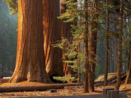 Giant Redwood Tree: Discover the Majestic Giants of the Forest and Their Secrets