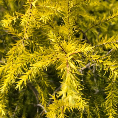 Golden Bottle Brush Tree