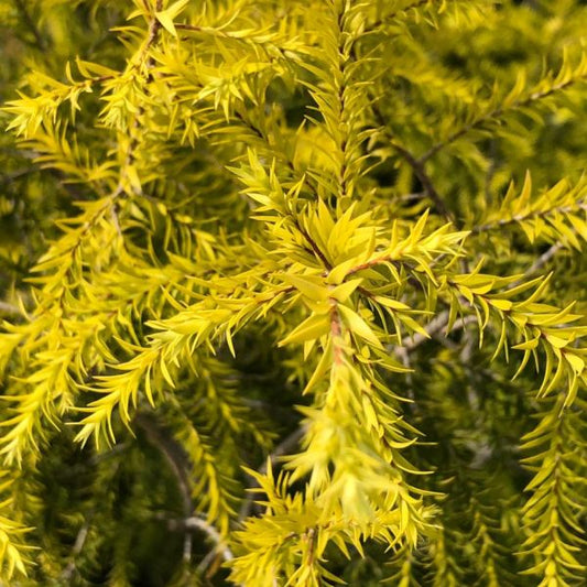 Golden Bottle Brush Tree: Illuminating Landscapes with Radiant Beauty and Nature’s Hidden Treasures