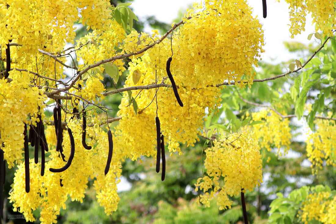 The Indian Laburnum Tree: A Floral Wonder and Cultural Heritage